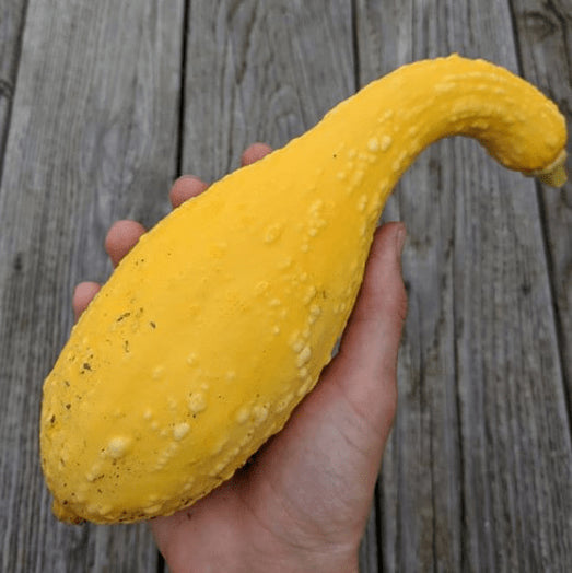 Courge crookneck 'Yellow Crookneck S' bio