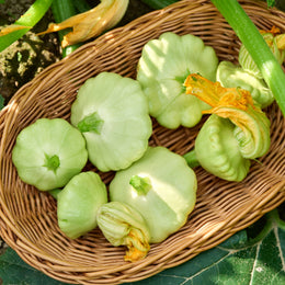 Summer squash 'Benning's Green Tint'