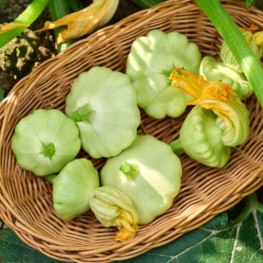 Courge d'été 'Benning's Green Tint'