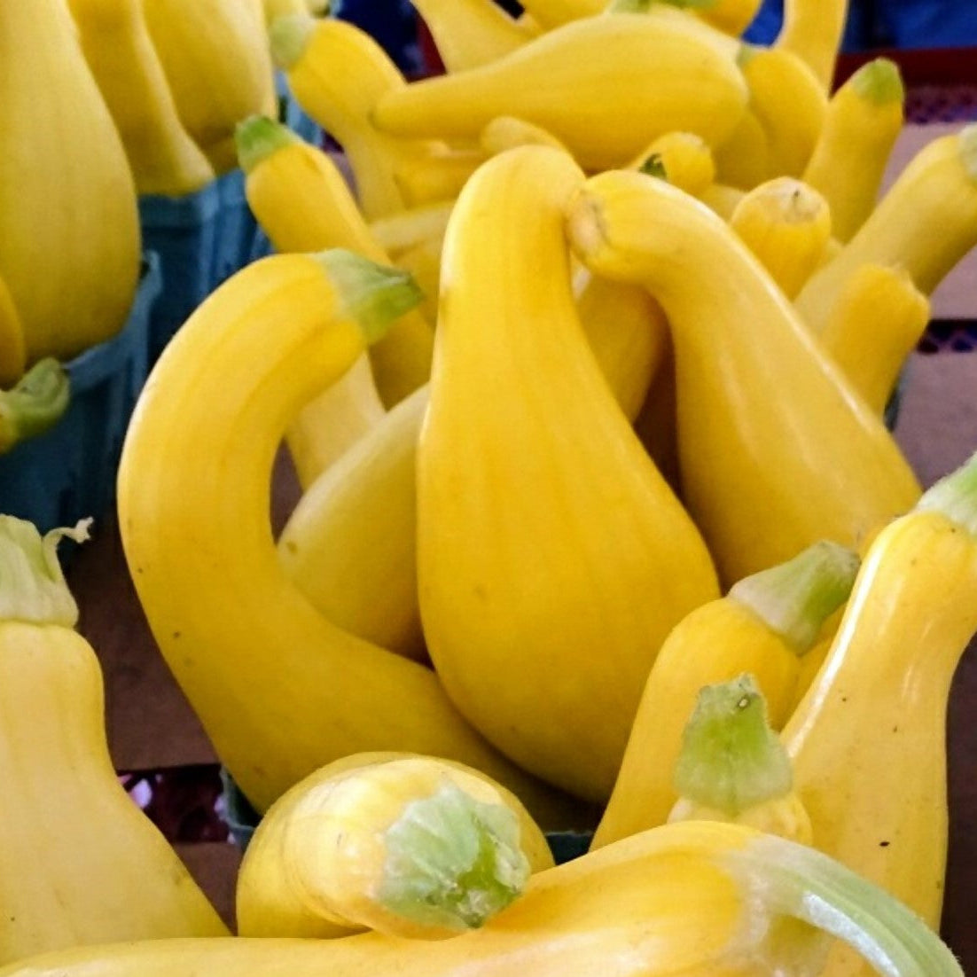 'Golden Summer Crookneck' Summer Squash