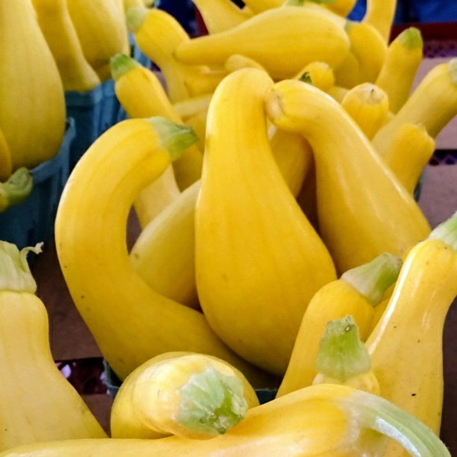 Courge d'été 'Golden Summer Crookneck'