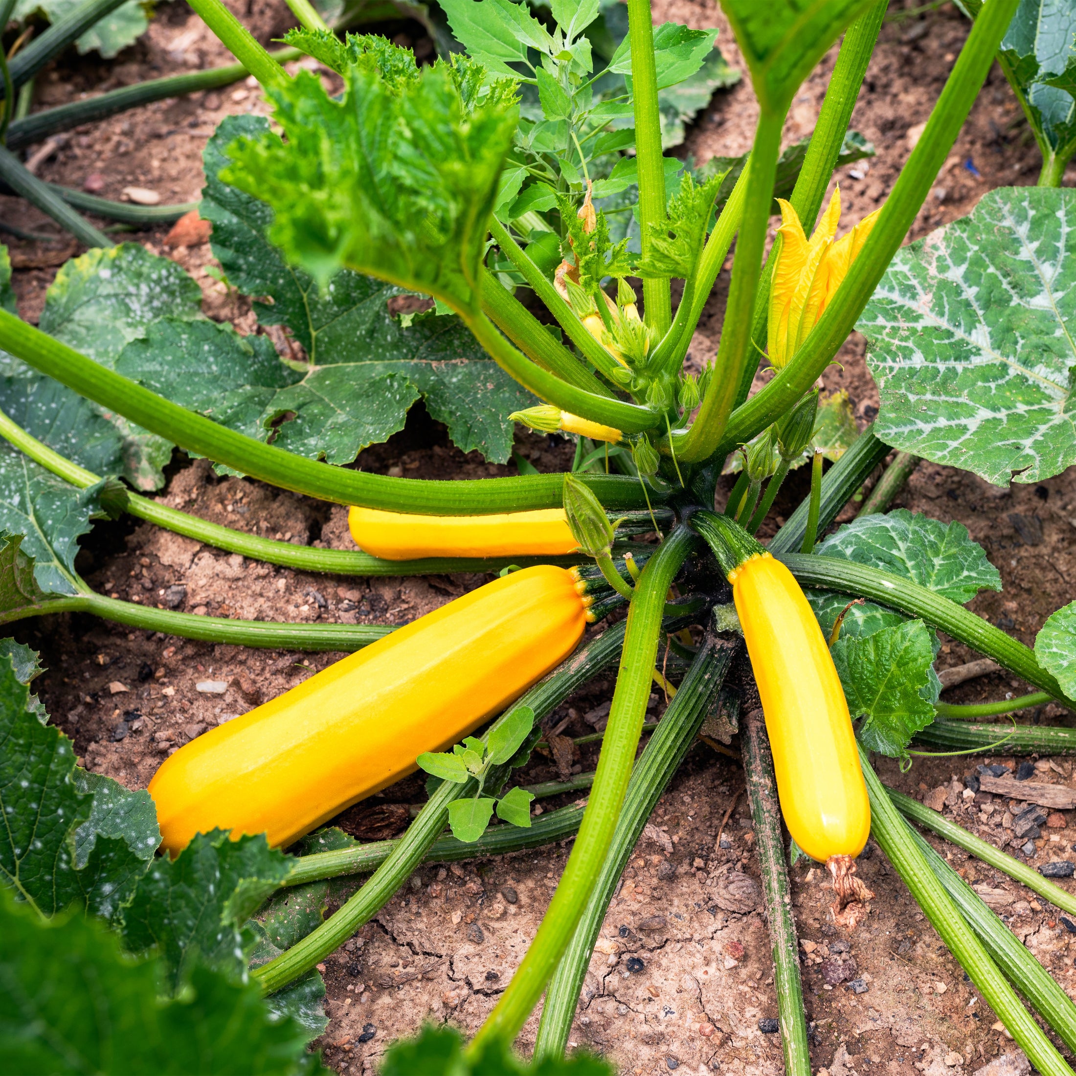 Zucchini 'Sebring Golden'