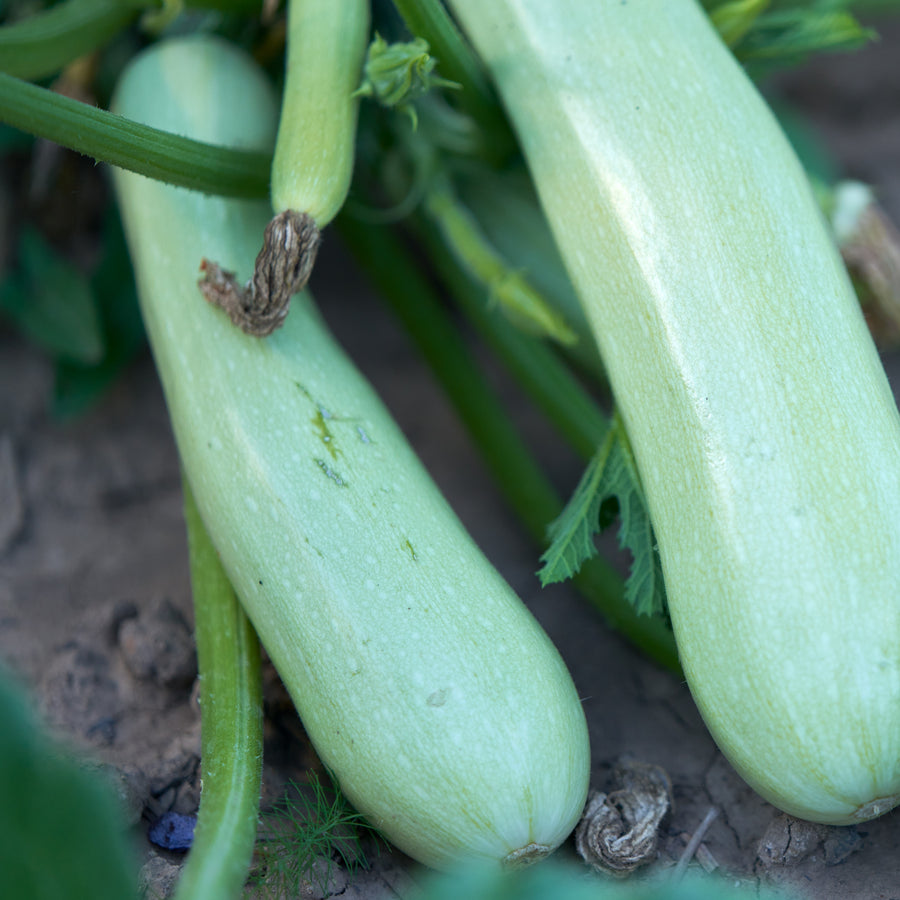 Courge d'été 'Long White Bush'