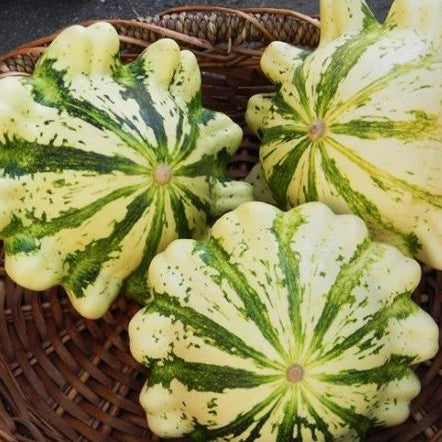 Organic 'Patisson Panache Yellow and Green' Summer Squash