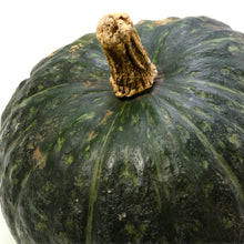 Courge d'hiver 'Burgess Buttercup'