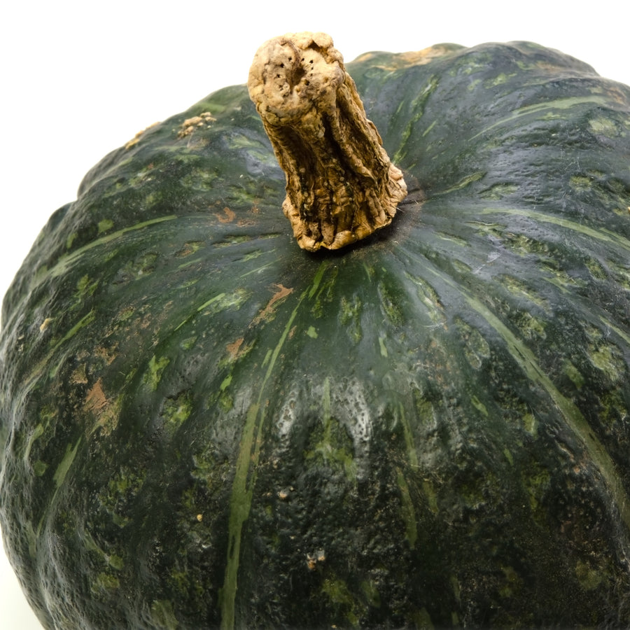 Courge d'hiver 'Burgess Buttercup'