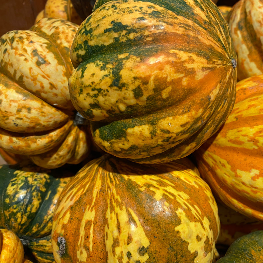 Courge d'hiver 'Celebration'