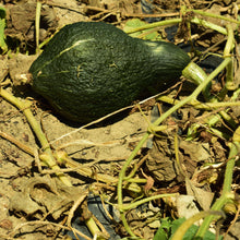 'Green Hubbard' Winter Squash
