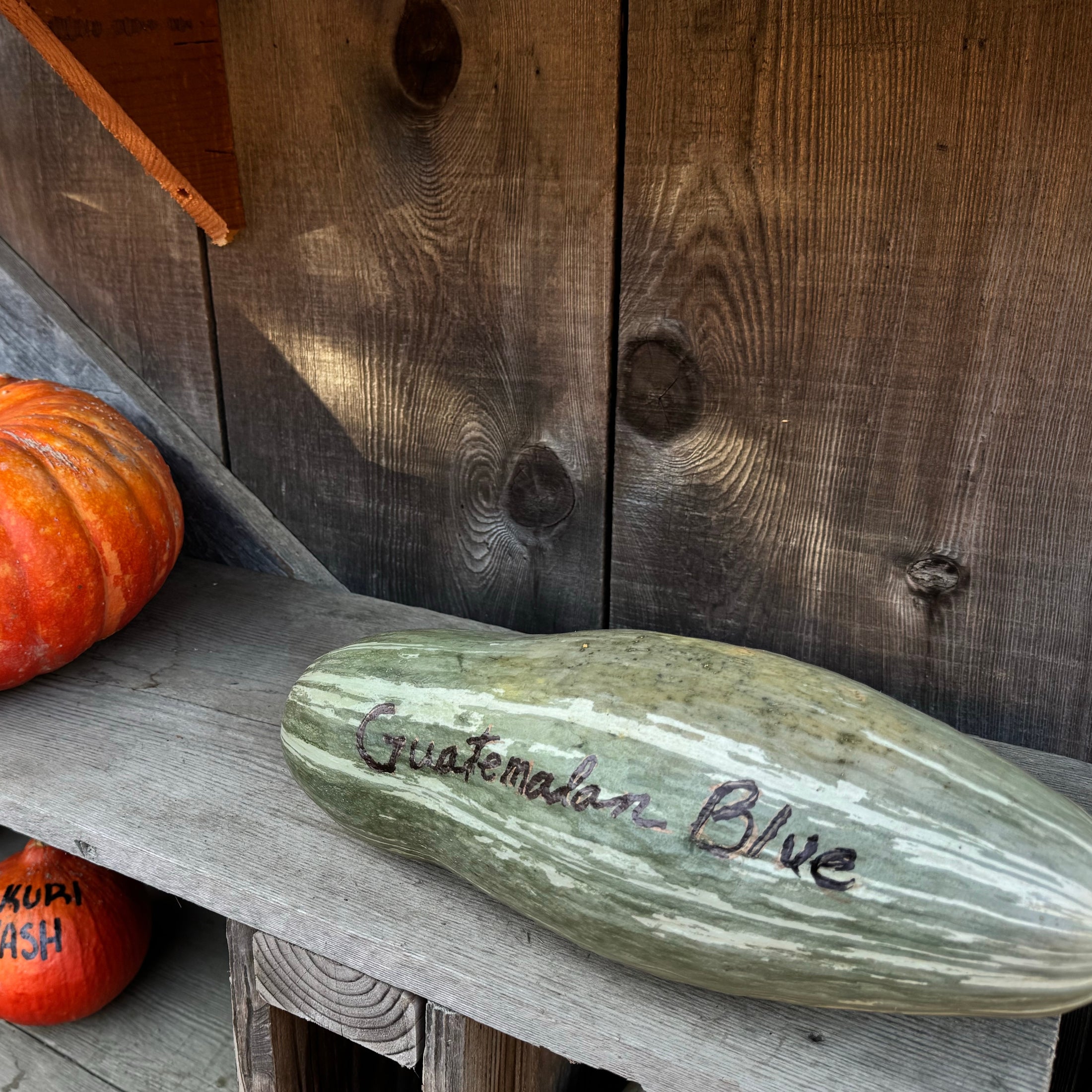 'Guatemalan Blue' Winter Squash