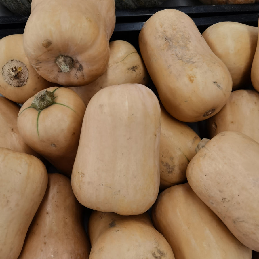 Courge d'hiver 'Honey Baby'