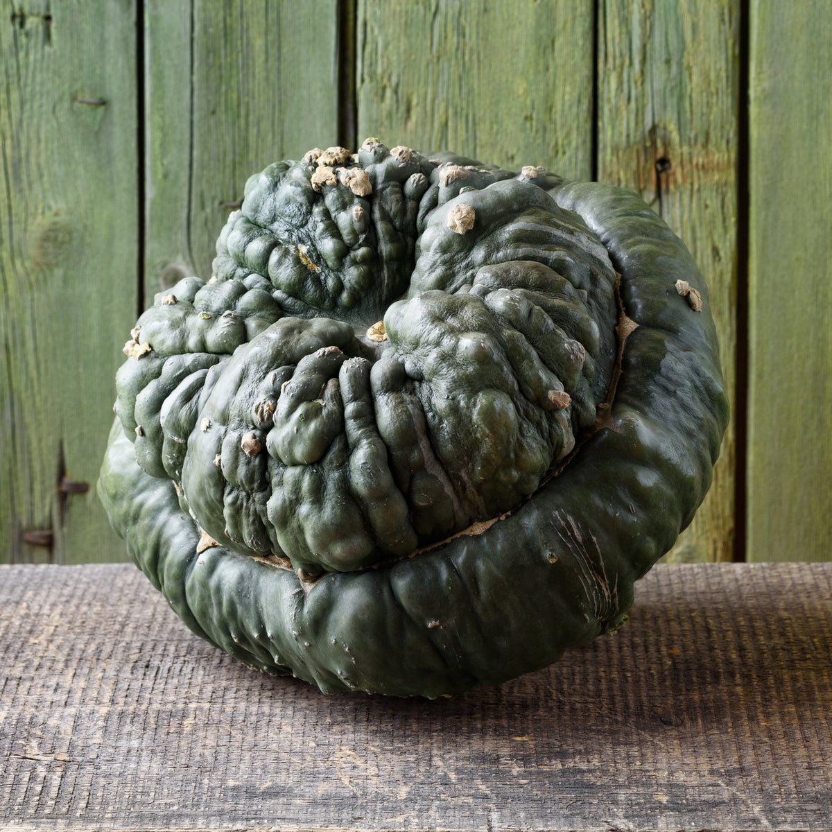 Winter squash 'Marina de Chioggia'