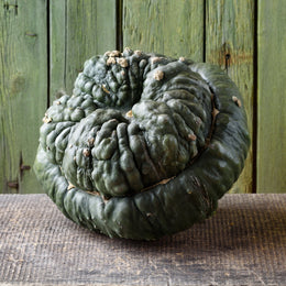 Winter squash 'Marina de Chioggia'