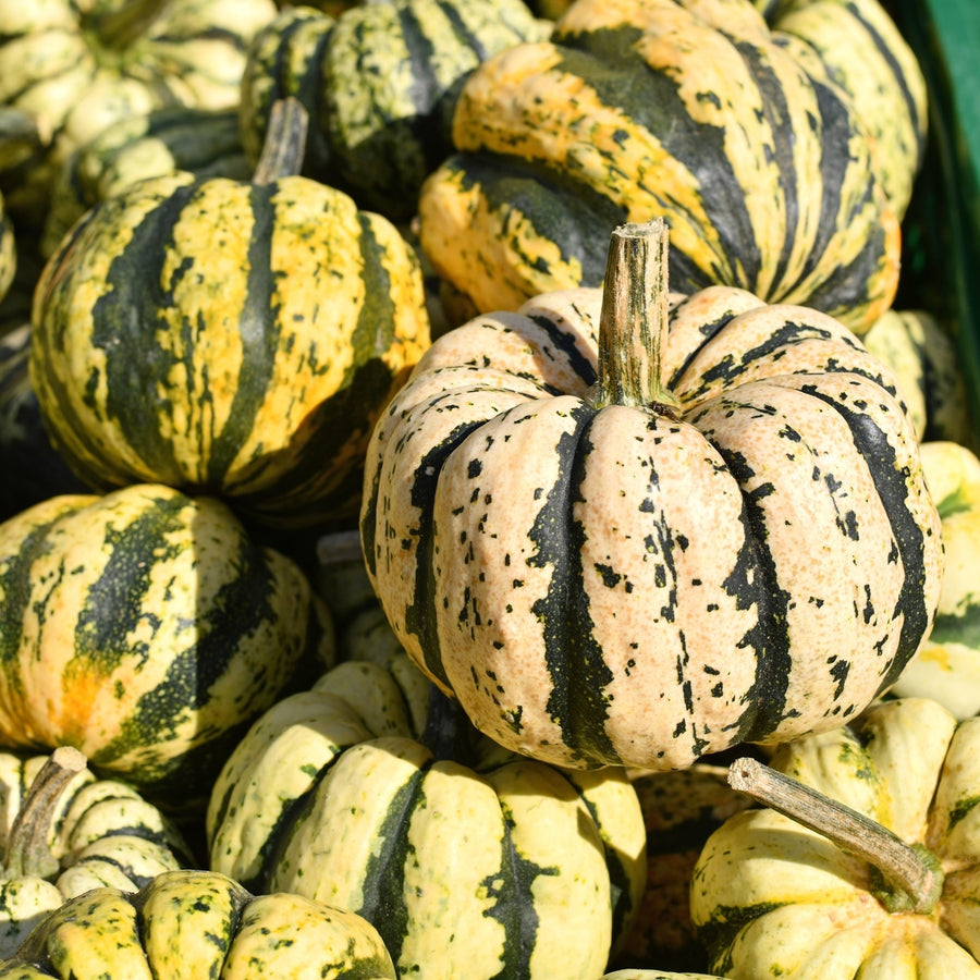 Courge d'hiver 'Sweet Dumpling'