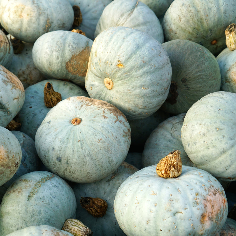 'Sweet Meat' Winter Squash