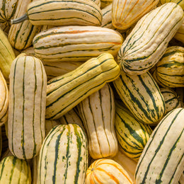 Winter squash 'Sweet Potato Delicata'