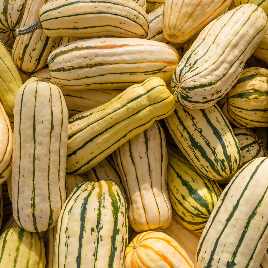 Courge d'hiver 'Sweet Potato Delicata'