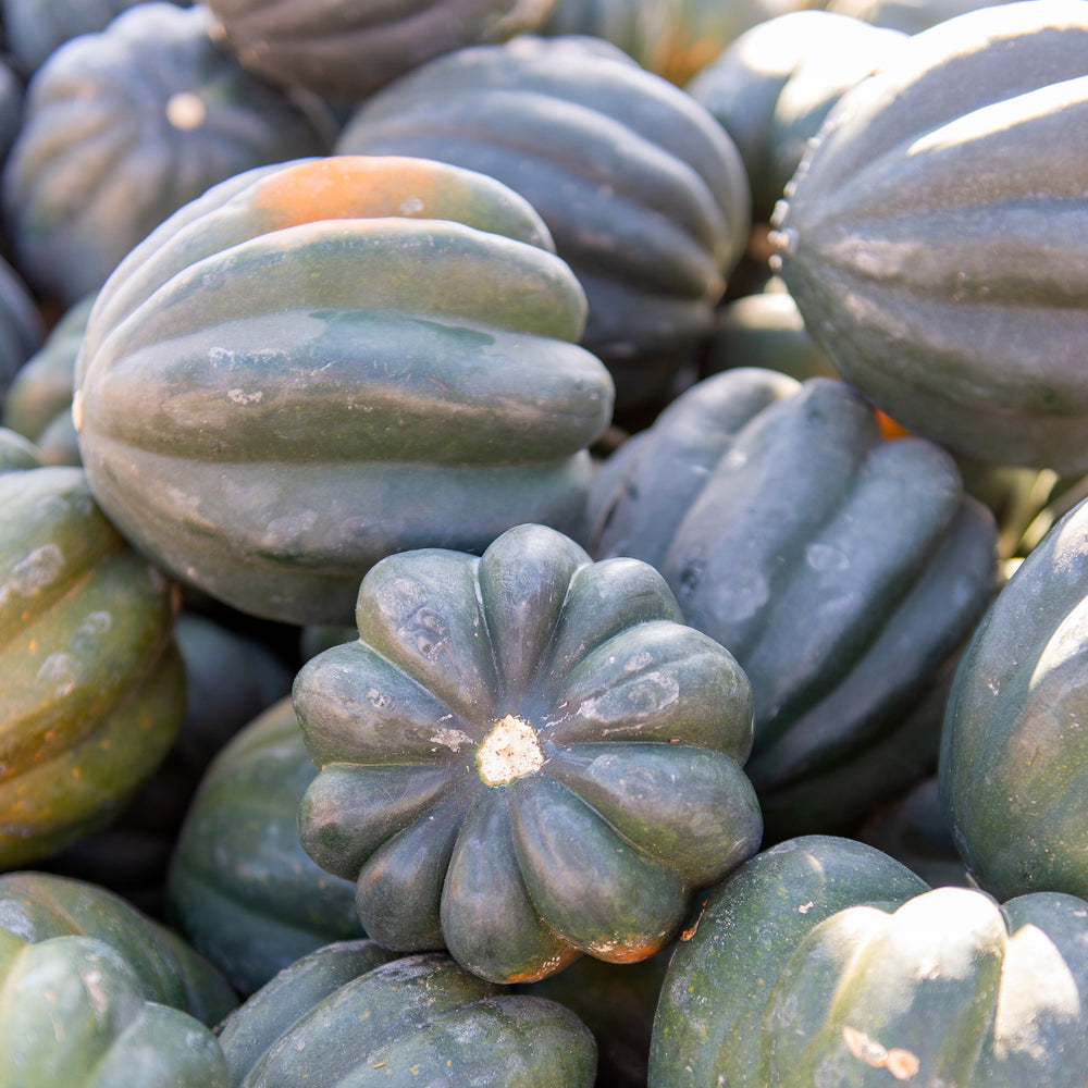 Courge d'hiver 'Table King'