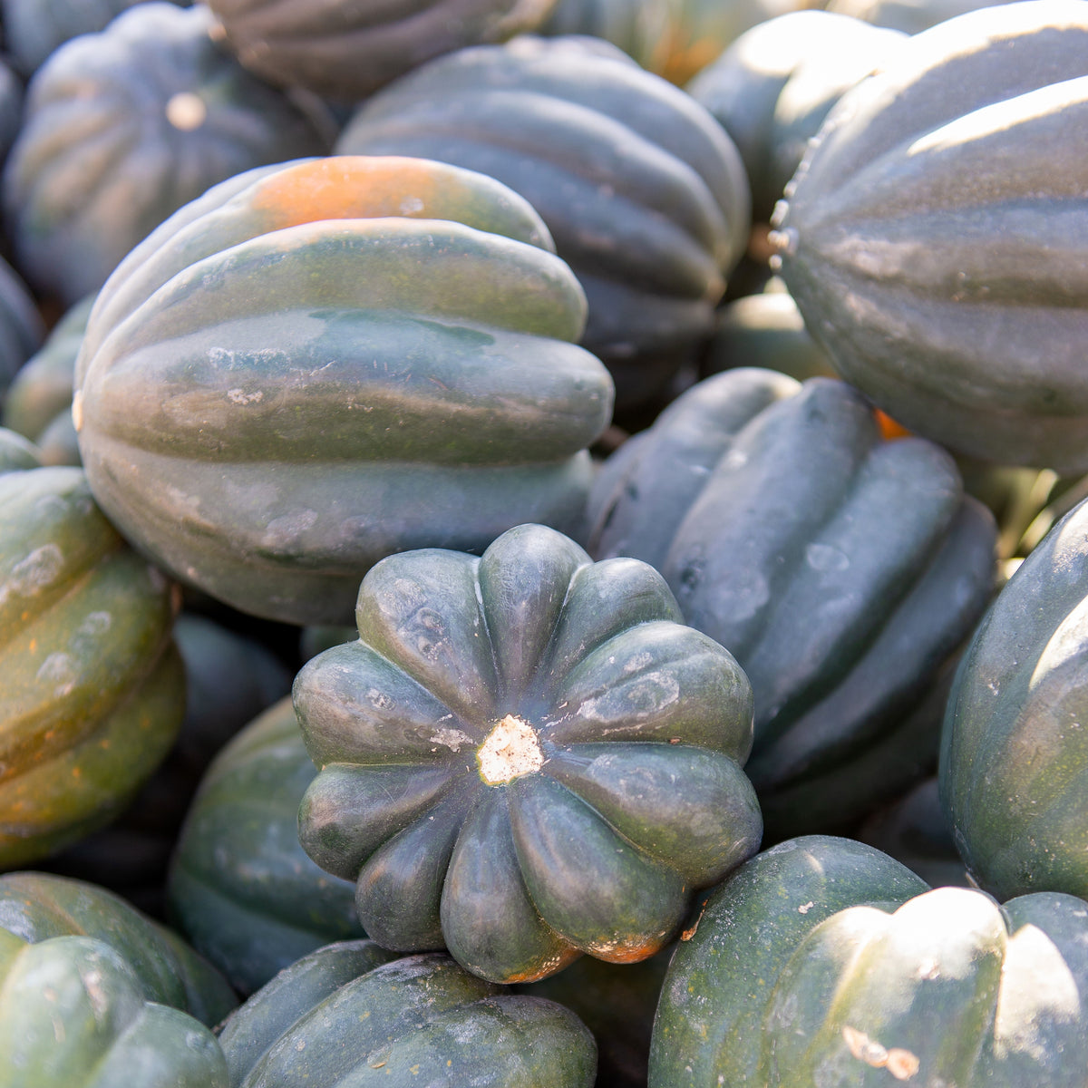 Courge d'hiver 'Table King'