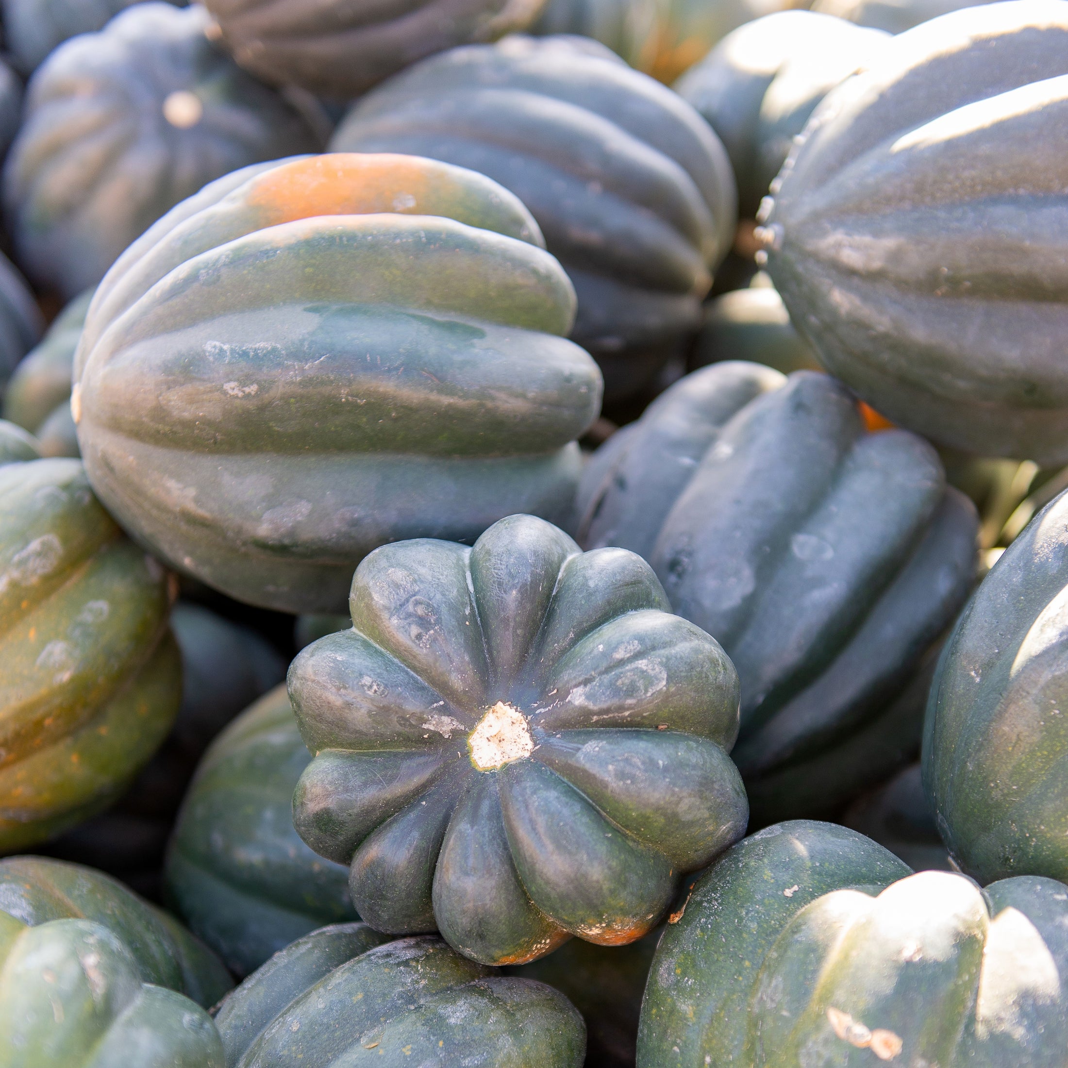 Courge d'hiver 'Table King'
