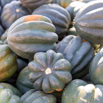 'Table King' Winter Squash