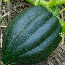 Winter squash 'Table Queen'