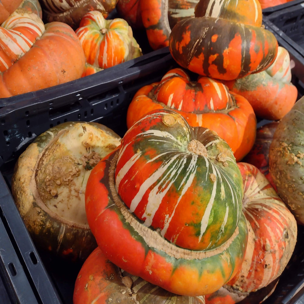 'Turk's Turban' Winter Squash