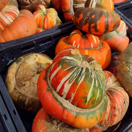 'Turk's Turban' Winter Squash