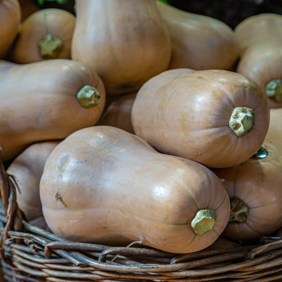 Courge d'hiver 'Waltham Butternut'