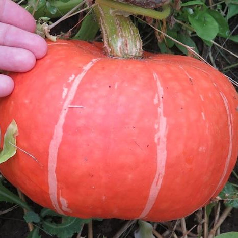 Organic 'Sundream Winter Squash'