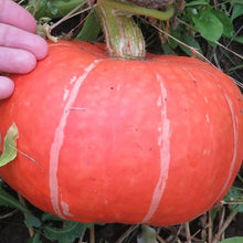 Organic 'Sundream Winter Squash'