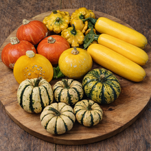 Courge mélange pour potager