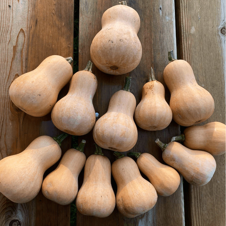 Courge musquée 'Butterbaby Butternut' bio