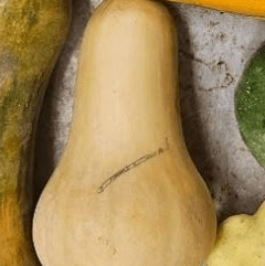 Organic 'One Penny' Butternut Squash
