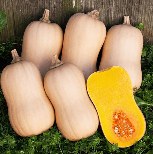 Organic 'Tiana F1 Butternut' squash
