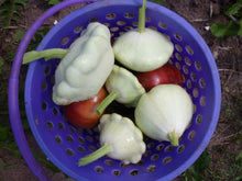 Courge pâtisson 'Benning's Green Tint'