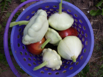 Courge pâtisson 'Benning's Green Tint'