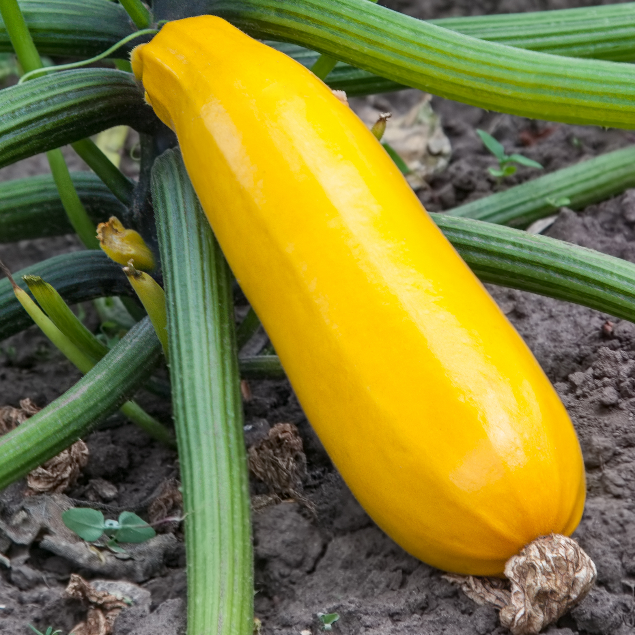 Zucchini 'Easy Pick Jaune'