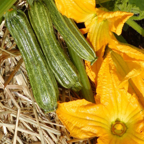 Packet of approximately 4 organic Costata Romanesco Zucchini seeds ( Cucurbita pepo ) certified by Ecocert Canada. This annual open-pollinated Italian heirloom produces light green fruit with pronounced relief and nutty flavour. Gaia recommends harvesting at approximately 6 inches long to preserve tender skin, firm flesh, and easy picking. Read the packet directions before starting and keep the label so the variety remains clearly identified throughout the season.
