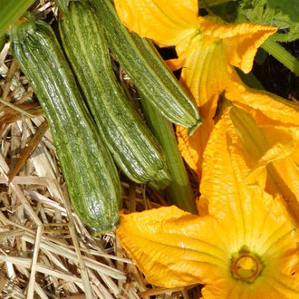 Packet of approximately 4 organic Costata Romanesco Zucchini seeds ( Cucurbita pepo ) certified by Ecocert Canada. This annual open-pollinated Italian heirloom produces light green fruit with pronounced relief and nutty flavour. Gaia recommends harvesting at approximately 6 inches long to preserve tender skin, firm flesh, and easy picking. Read the packet directions before starting and keep the label so the variety remains clearly identified throughout the season.