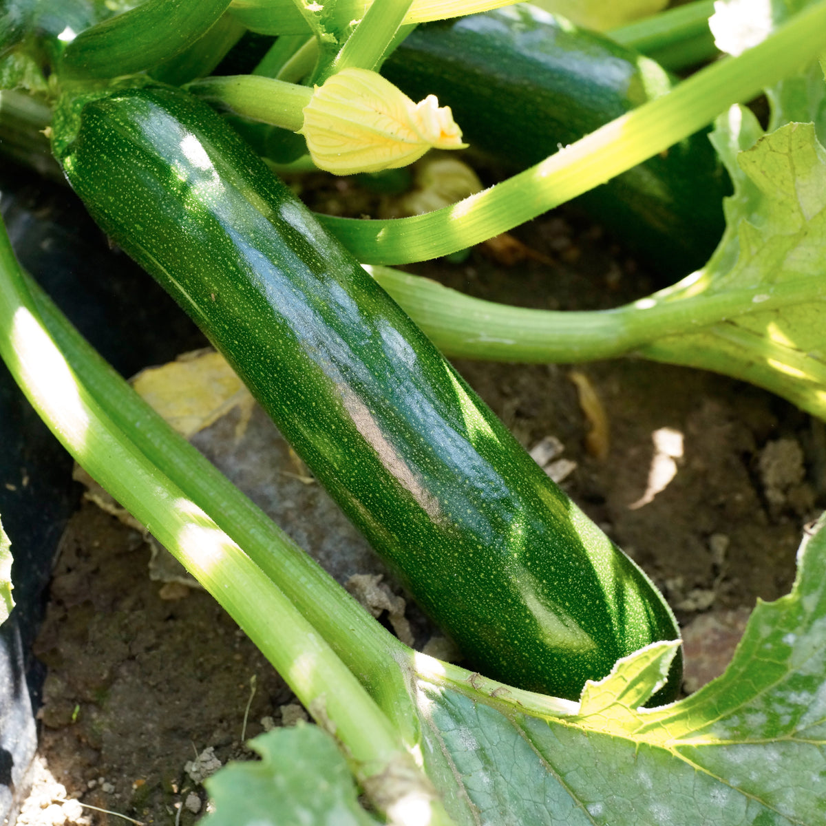 Zucchini 'Dark Green'