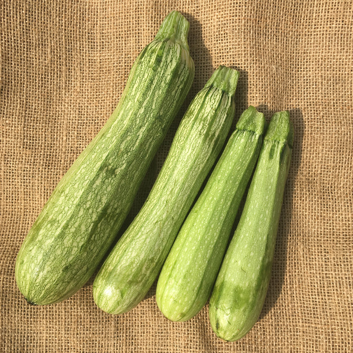 Organic 'Genovese' Zucchini