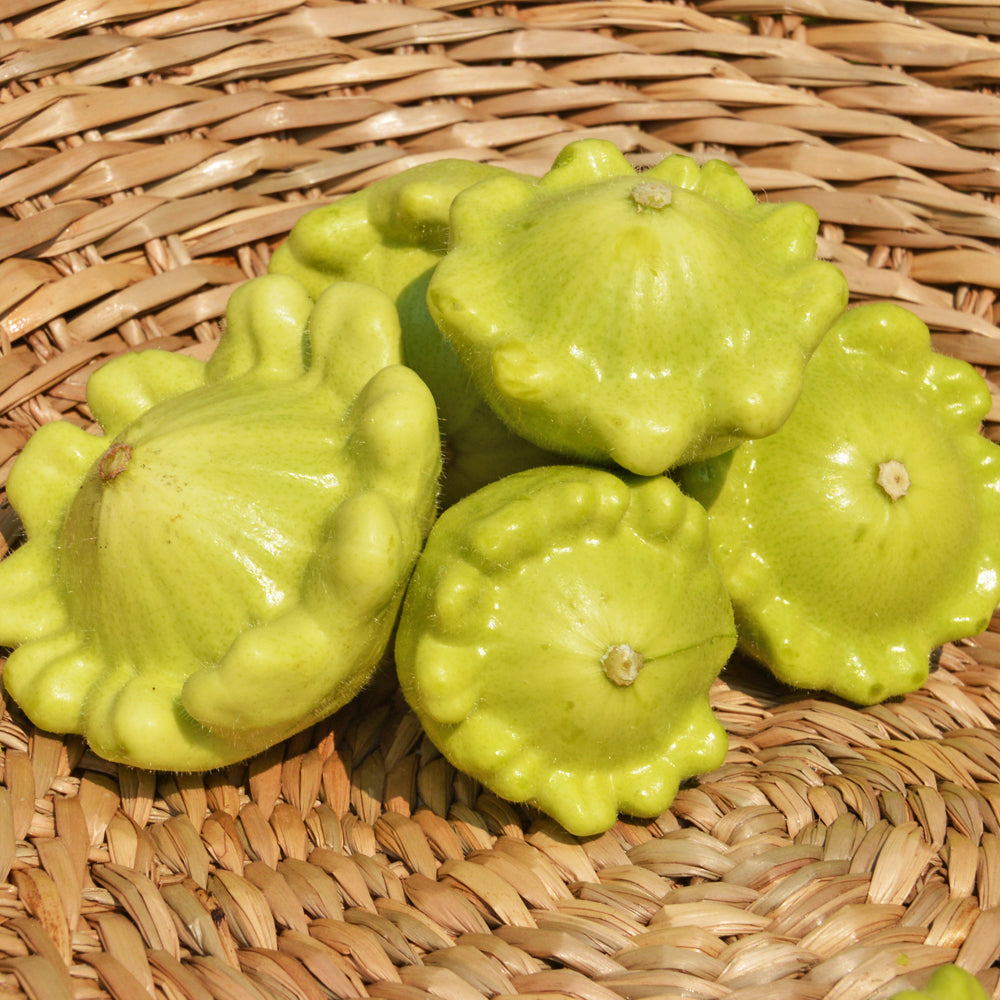 Pâtisson mélange jaune et vert. Petits pâtissons jaune vert en forme de soucoupe. Le cadrage permet de voir les formes, les couleurs et les détails du sujet représenté. Les contours se détachent du fond de l’image, avec des différences de teinte et de texture visibles sur les surfaces. Cette vue accompagne la présentation du produit dans la boutique.