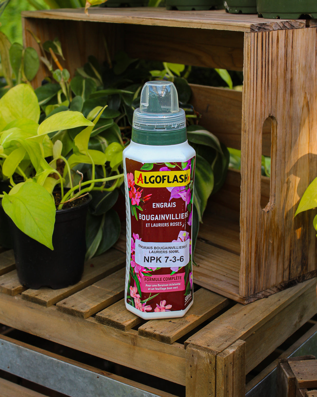 Flacon d'engrais Algoflash NPK 7-3-6 pour bougainvilliers et lauriers-roses, 500 ml, posé dans une caisse en bois entourée de plantes en pots vertes et jaunes, formule complète pour floraison éclatante et feuillage vert au Québec