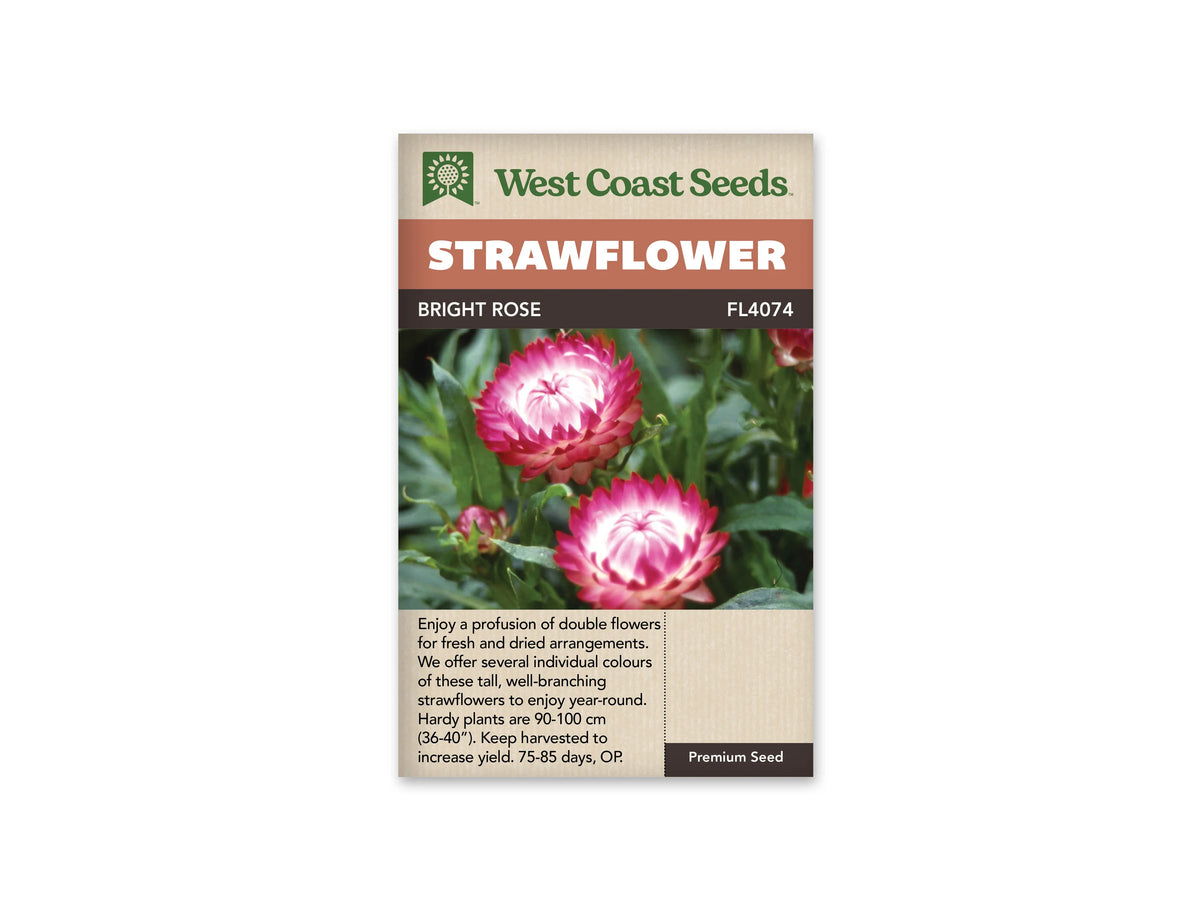 Le sachet West Coast Seeds présente deux grandes immortelles en forme de coupe. Les bractées externes sont rose vif et deviennent plus pâles vers le centre encore fermé. Des feuilles vertes étroites entourent les tiges, avec un petit bouton dans la partie inférieure de l'image. Le bandeau porte le nom Bright Rose et la référence FL4074.