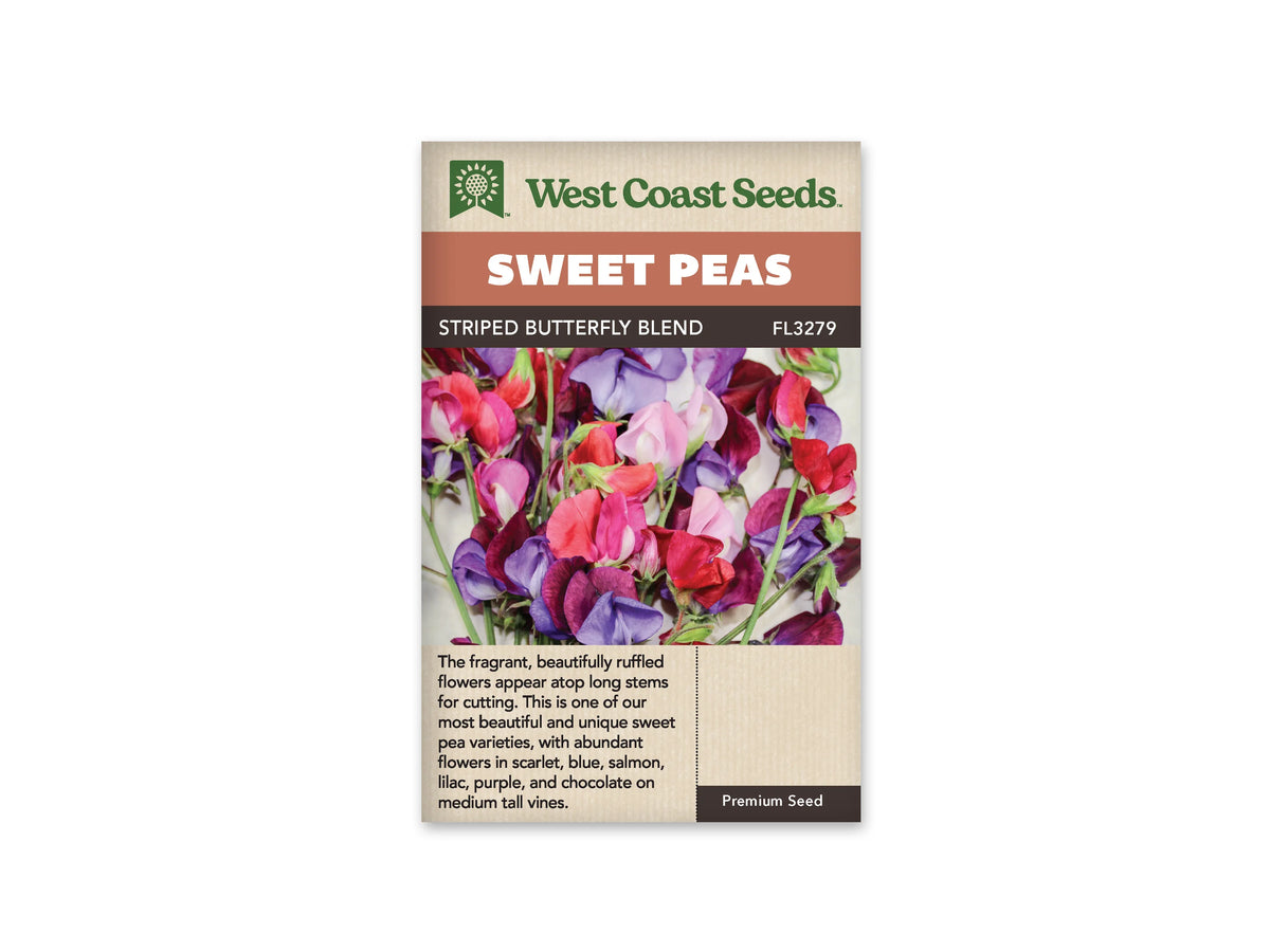 Sachet West Coast Seeds Striped Butterfly Blend avec un ensemble de fleurs de pois de senteur de plusieurs couleurs. Des corolles roses, rouges, violettes, bleutées et blanches se côtoient sur la photo. Les pétales larges se chevauchent au-dessus de fines tiges vertes. Le fond clair met en évidence les différences de teinte entre les fleurs.