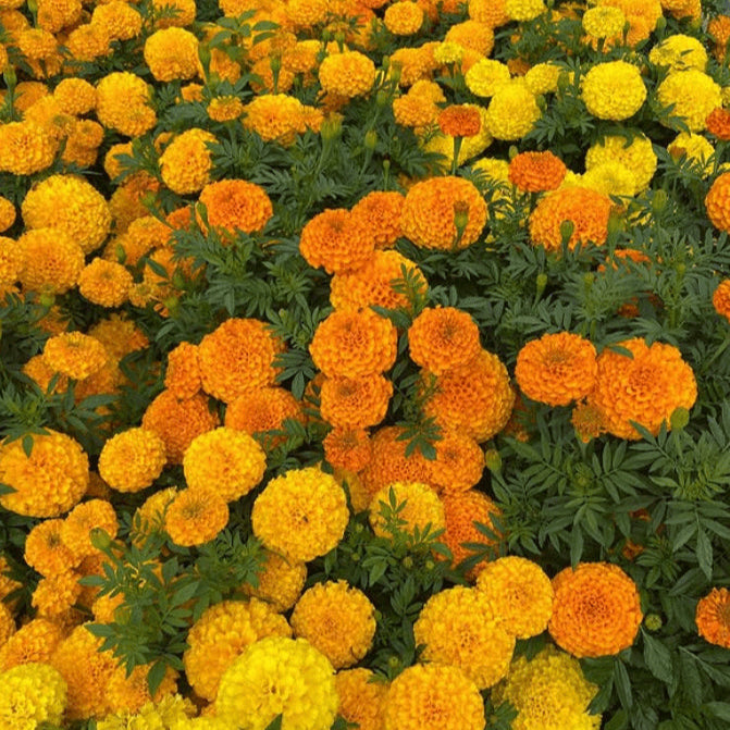 African Marigold 'Cracker Jack' organic