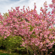 Prunus serrulata 'Kanzan'