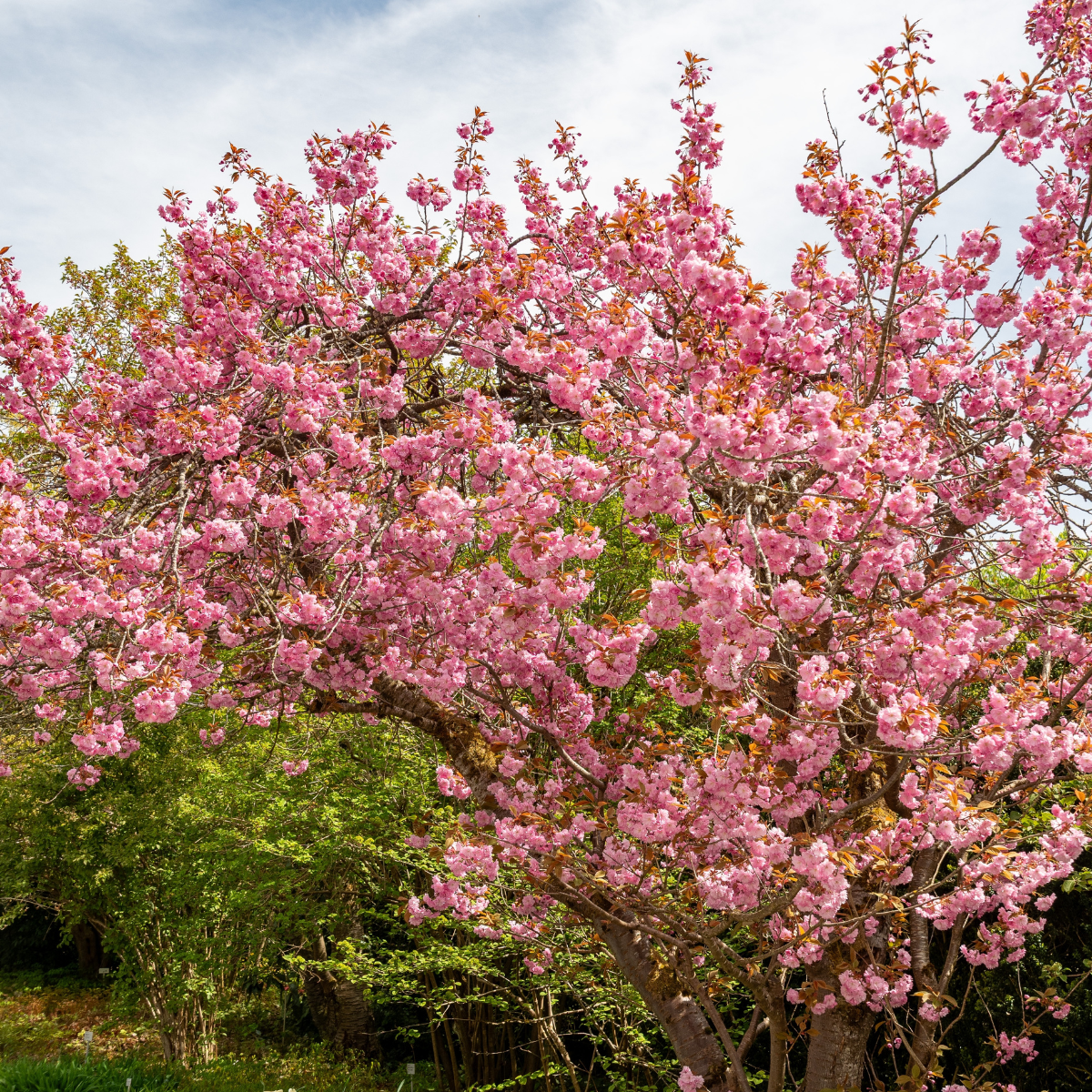 Prunus serrulata 'Kanzan'