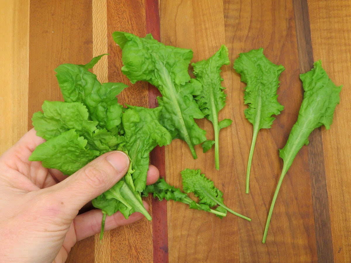 Broadleaf cress