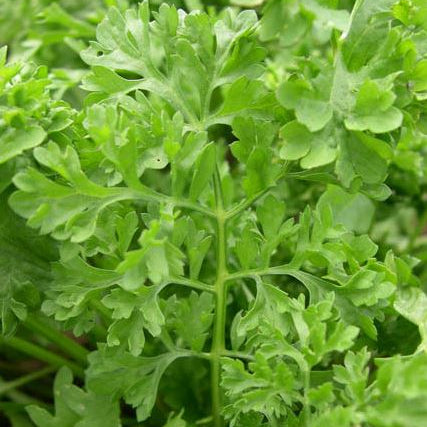Organic garden cress 'Wrinkled Crinkled Crumpled'